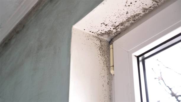 Best Mold Removal Company Near Me  in North Industry, OH