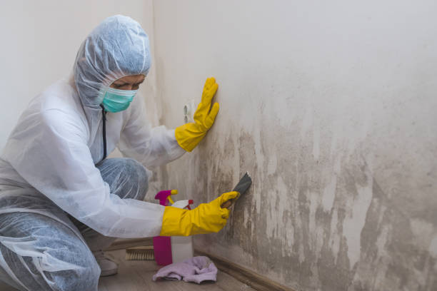 Best Emergency Mold Removal  in North Industry, OH