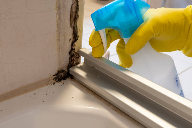 Best Home Mold Removal  in North Industry, OH