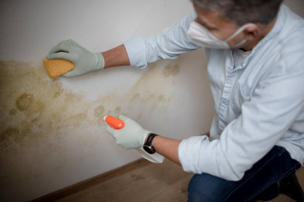 Best Fast Mold Removal  in North Industry, OH