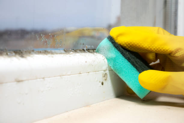 Best Commercial Mold Removal  in North Industry, OH