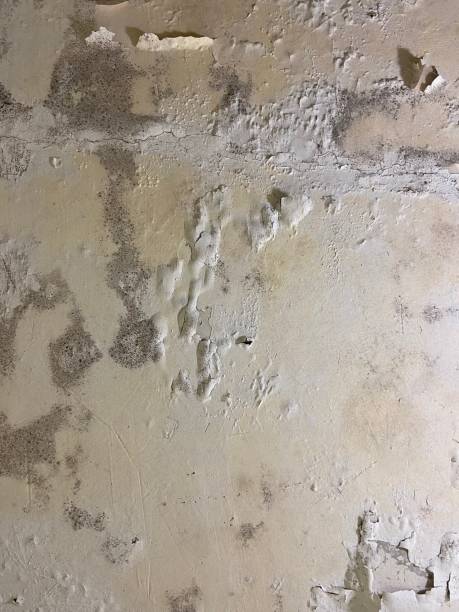 Mold Removal and Inspection in North Industry, OH