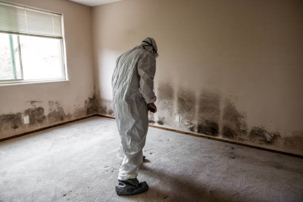 Best Certified Mold Removal  in North Industry, OH