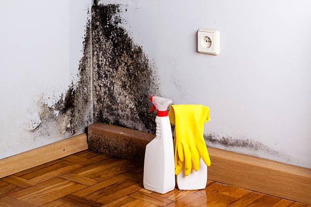 Best Affordable Mold Removal  in North Industry, OH