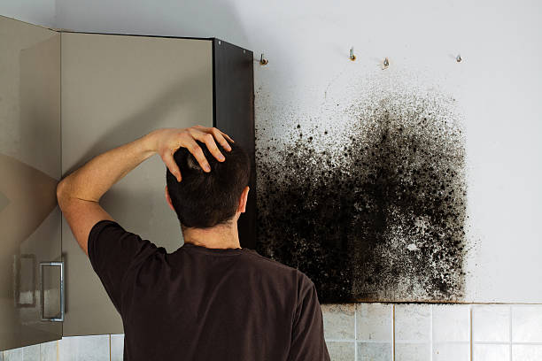 Best Mold Damage Repair  in North Industry, OH