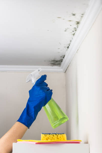 Best Best Mold Removal Companies  in North Industry, OH